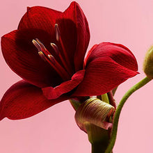 Load image into Gallery viewer, philosophy ultimate miracle worker - retinol serum facial roller, 0.5 oz